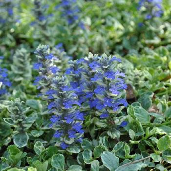 Живучка Ajuga ‘Variegata’